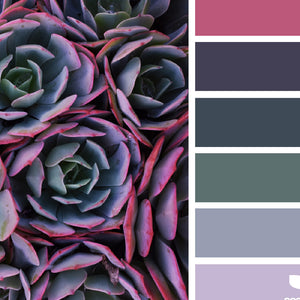 Colour Palette Inspiration